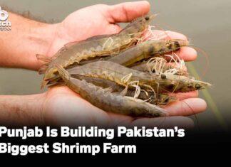 Punjab Is Building Pakistan’s Biggest Shrimp Farm