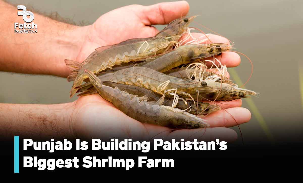 Punjab Is Building Pakistan’s Biggest Shrimp Farm